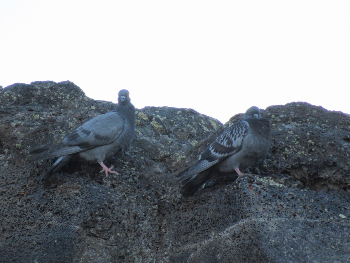 Rock Pigeon (Feral Pigeon) - Kelly Baker