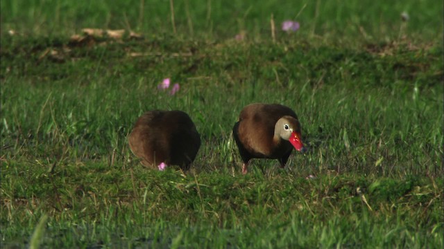 Black-bellied Whistling-Duck (fulgens) - ML464612