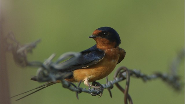 Barn Swallow (American) - ML464619