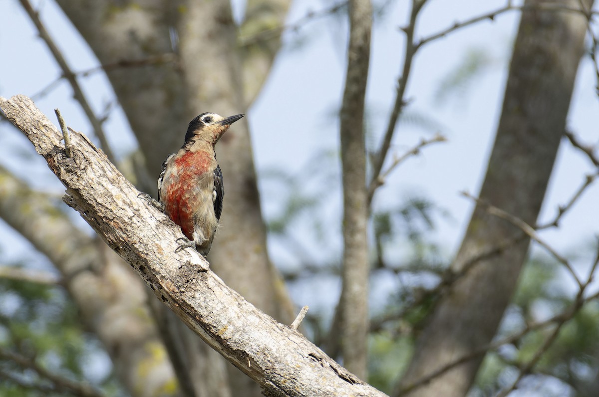 Puerto Rican Woodpecker - ML464620921