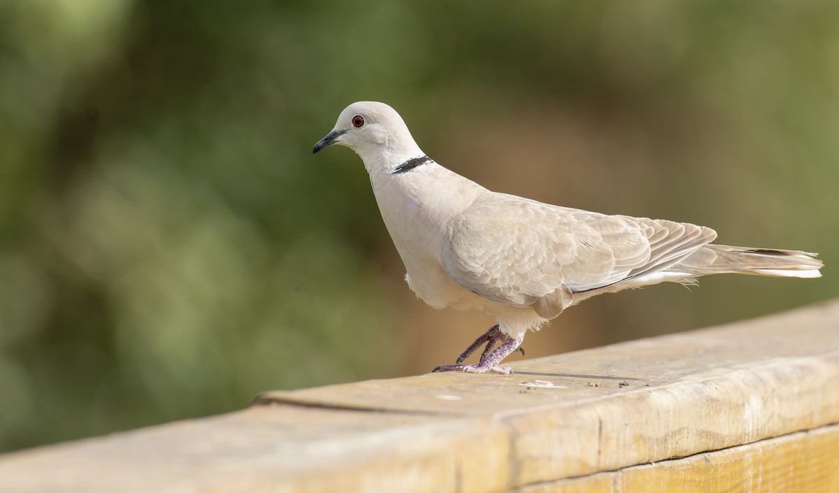 African Collared-Dove - ML464622801
