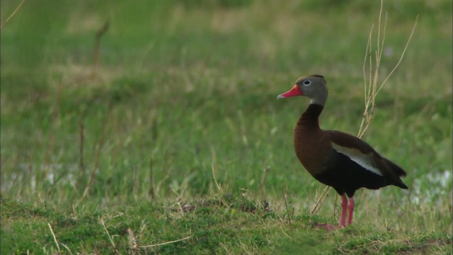 Black-bellied Whistling-Duck (fulgens) - ML464627