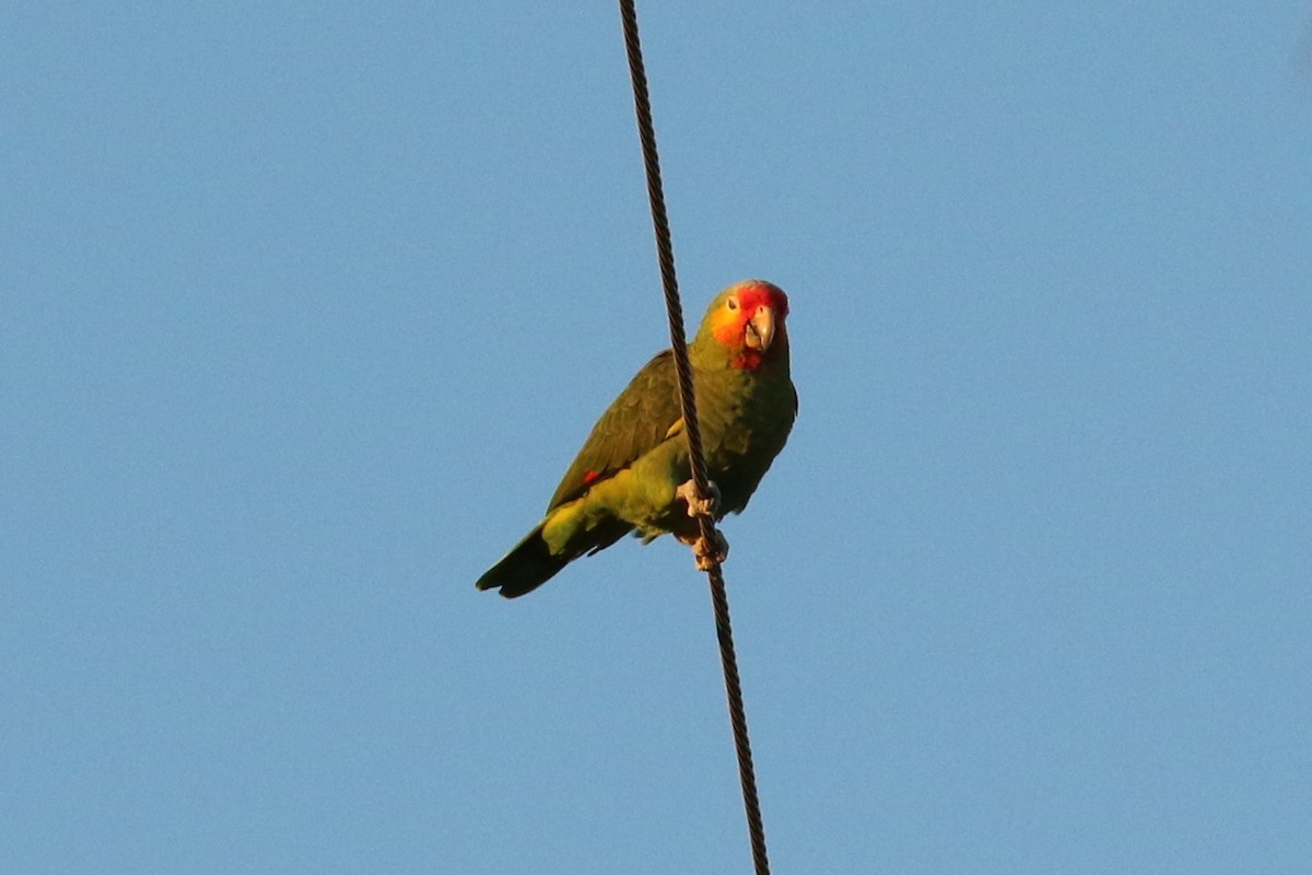 Red-crowned x Red-lored Parrot (hybrid) - ML46462711