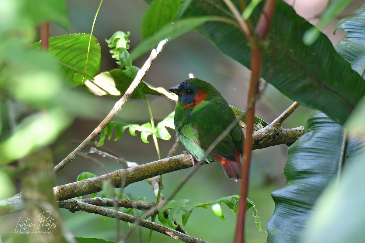Red-eared Parrotfinch - Allan Barredo