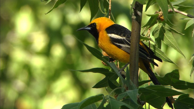 Hooded Oriole (nelsoni Group) - ML464629