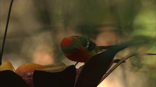 Flame-colored Tanager - ML464631