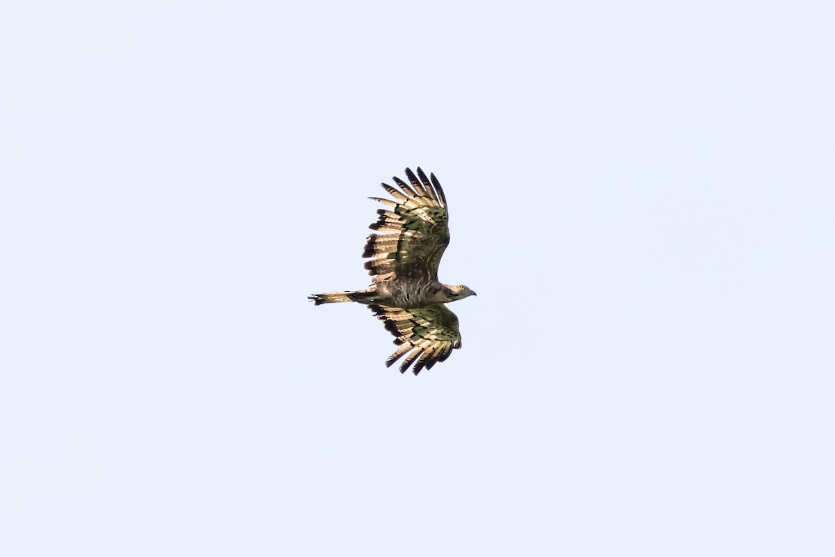 Wallace's Hawk-Eagle - Christopher Sloan
