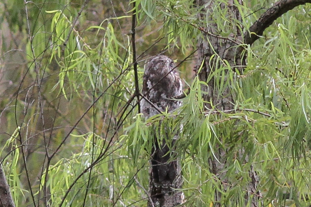 eBird Checklist - 15 Jun 2013 - Carretera Fernando--Common Potoo spot ...