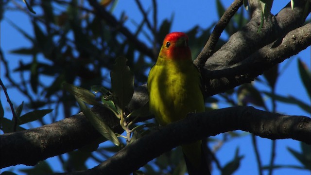 Western Tanager - ML464633