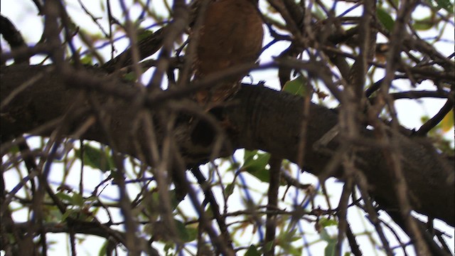 Arizona Woodpecker - ML464634