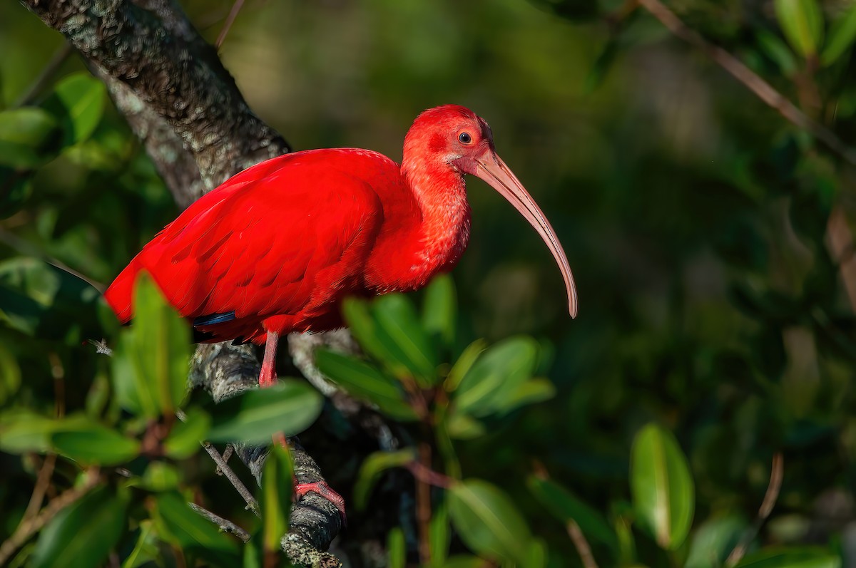 Scarlet Ibis - Raphael Kurz -  Aves do Sul