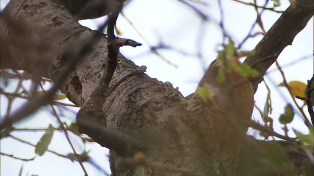 Arizona Woodpecker - ML464635