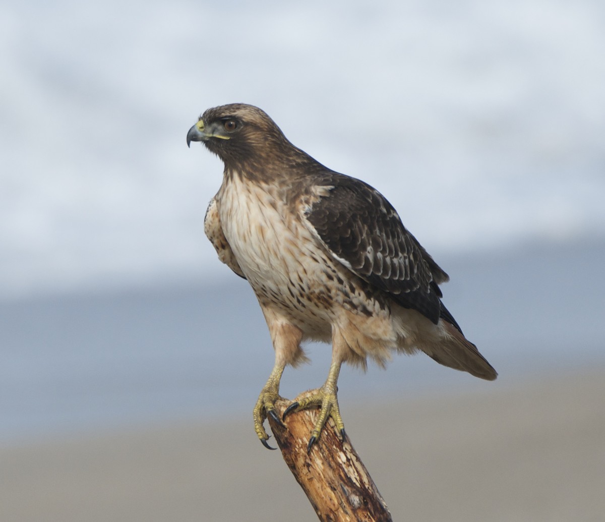 Red-tailed Hawk - Cooper Scollan