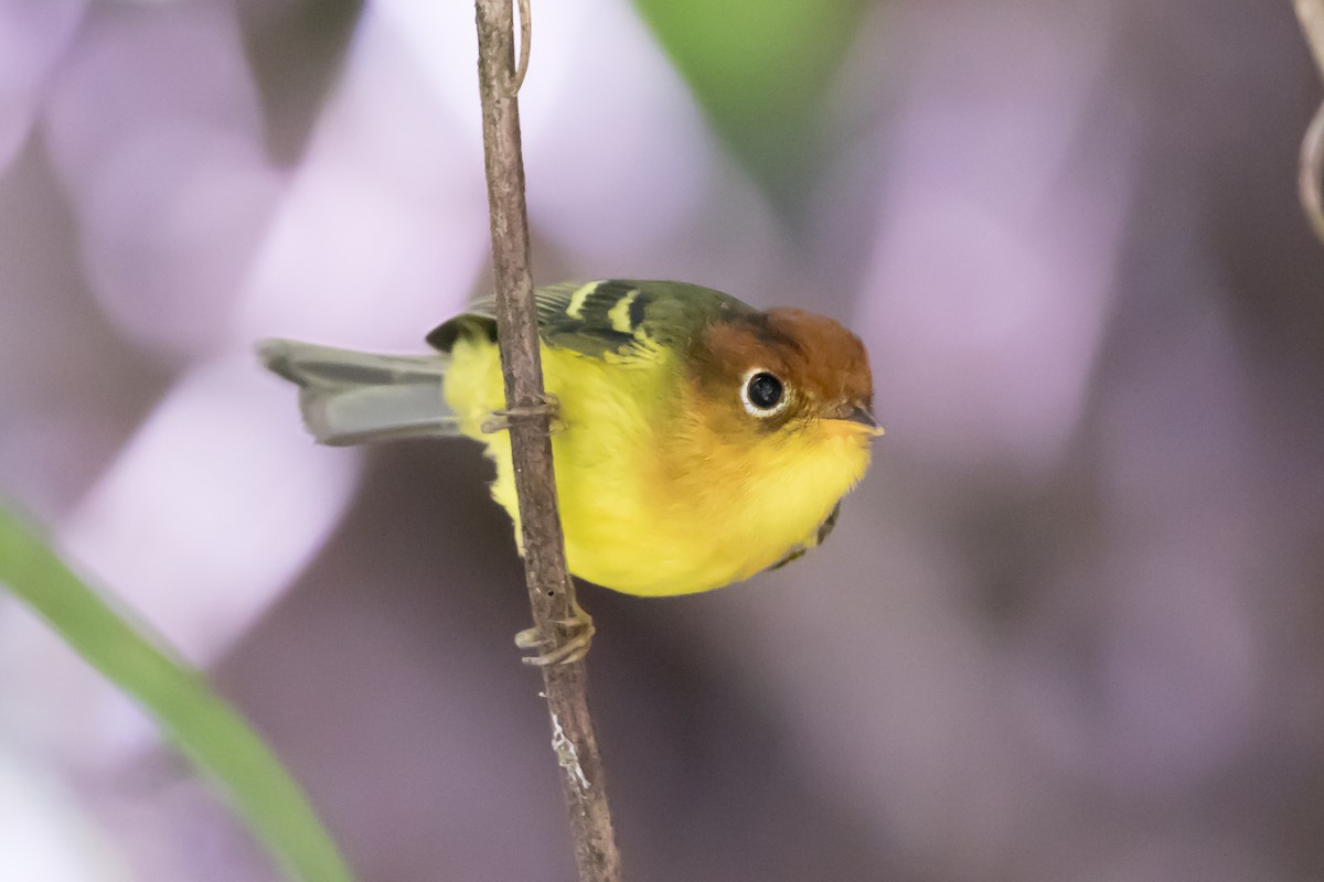 Yellow-breasted Warbler - Christopher Sloan