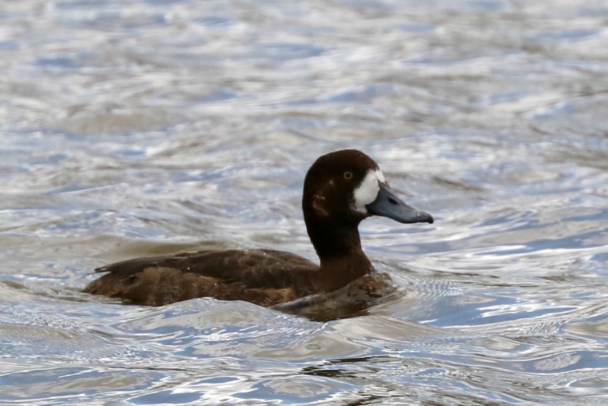 Greater Scaup - ML46464261
