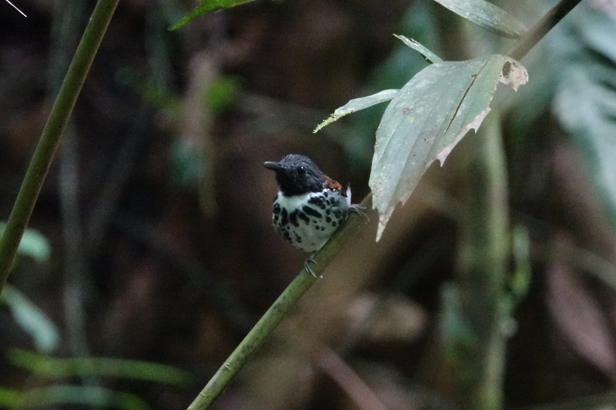 Spotted Antbird - ML464646141