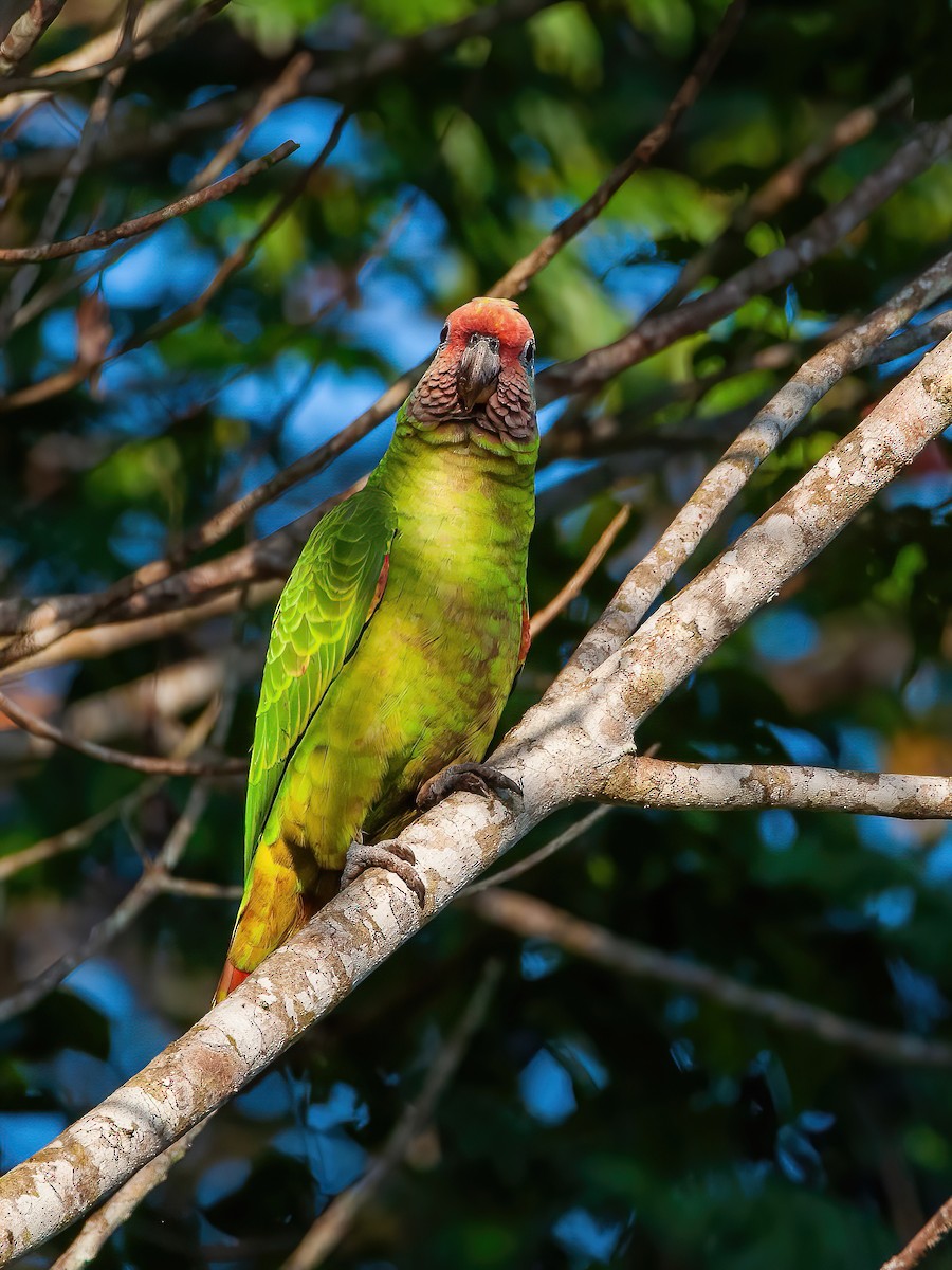 Red-tailed Parrot - Raphael Kurz -  Aves do Sul