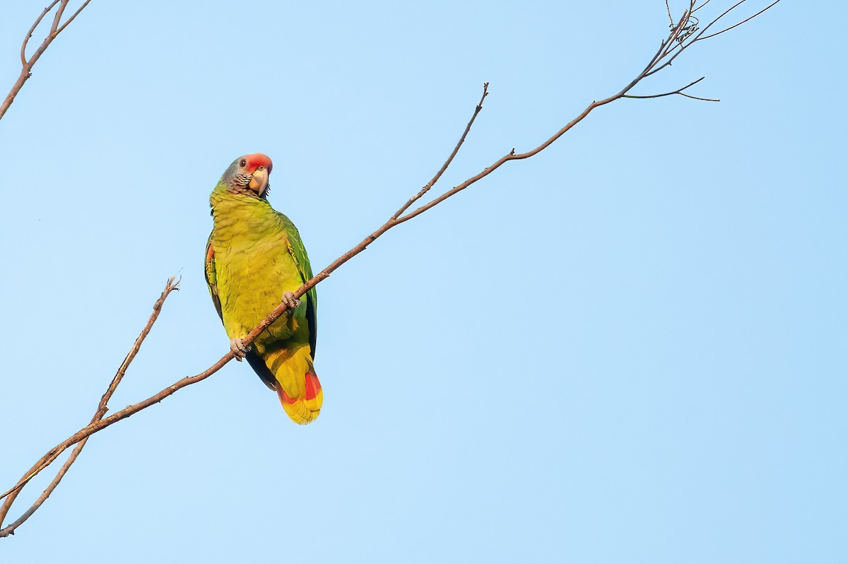 Red-tailed Parrot - ML464647801