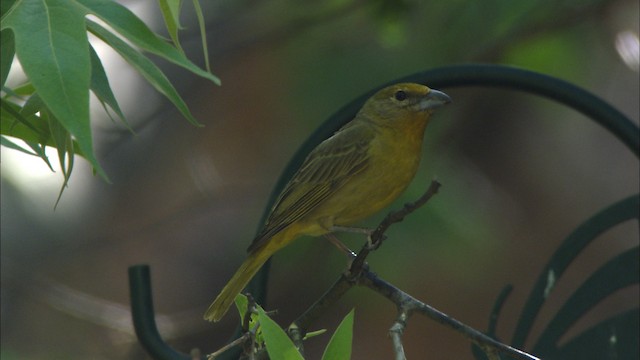 Hepatic Tanager (Northern) - ML464650