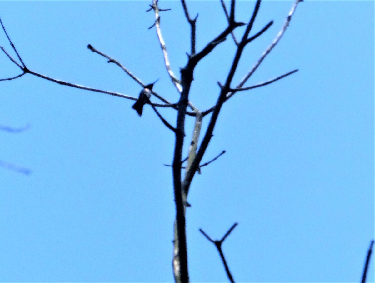 Ruby-throated Hummingbird - ML464652941