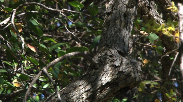 Arizona Woodpecker - ML464653