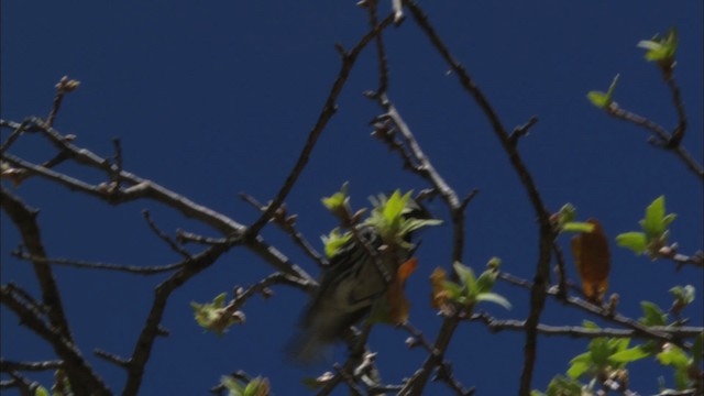 Black-throated Gray Warbler - ML464654