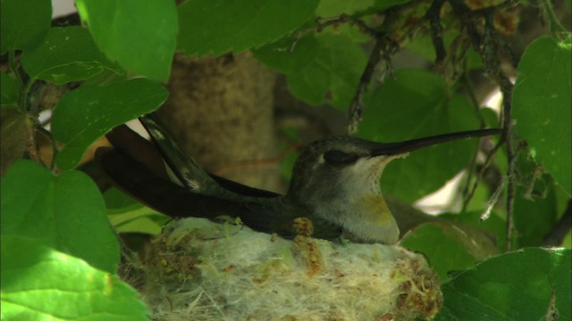 Black-chinned Hummingbird - ML464655