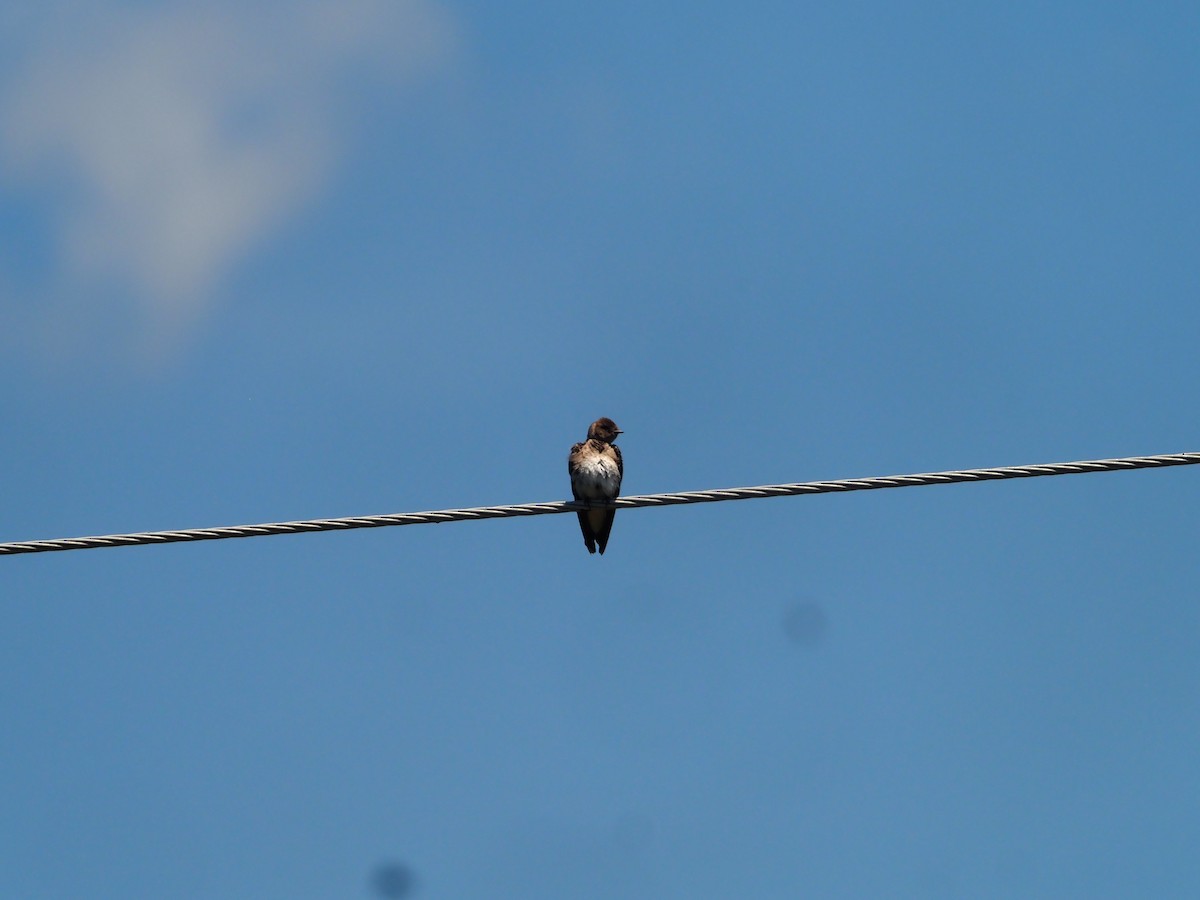 Northern Rough-winged Swallow - Kevin Wistrom