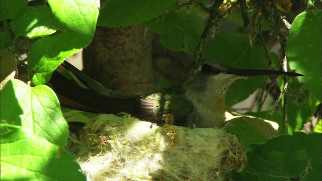 Black-chinned Hummingbird - ML464661