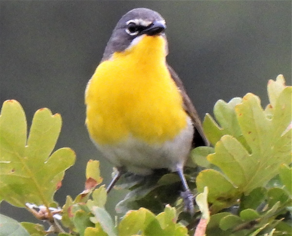 Yellow-breasted Chat - ML464661051