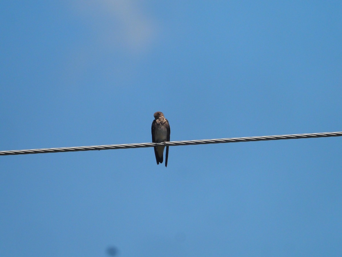 Northern Rough-winged Swallow - ML464661811