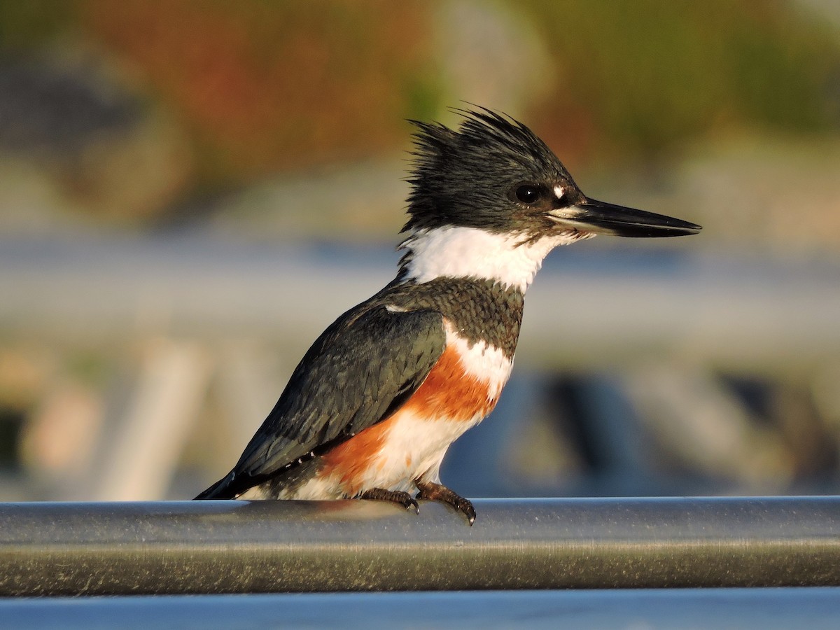 Belted Kingfisher - ML46466641
