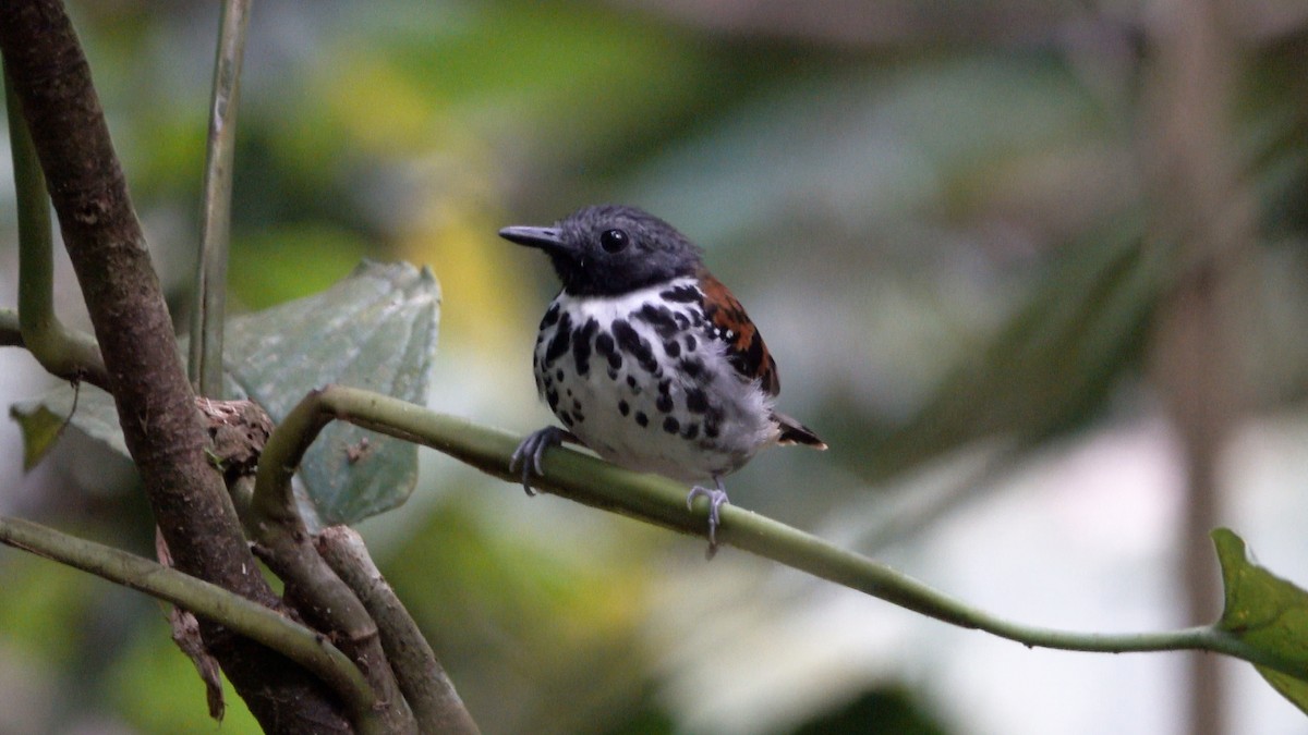Spotted Antbird - ML464670401
