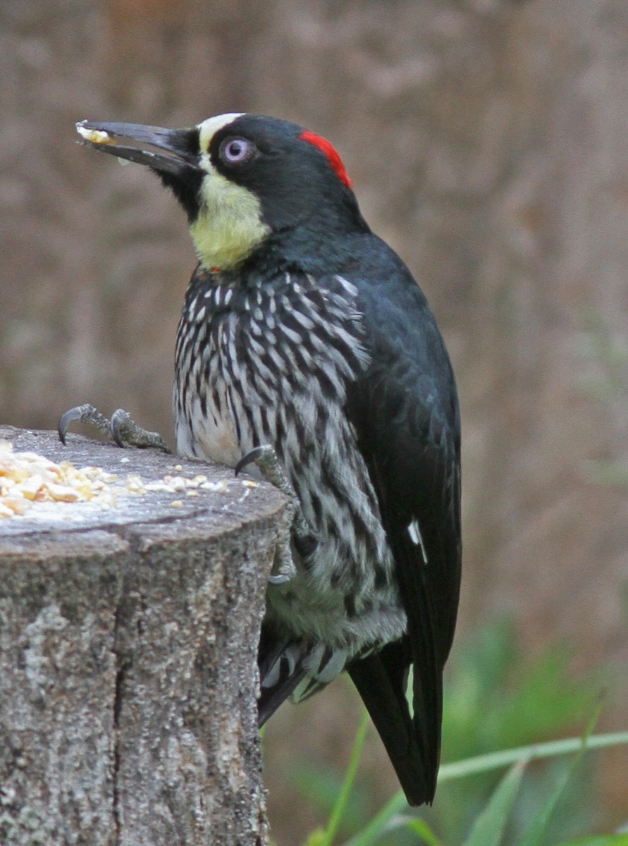 Acorn Woodpecker - Larry Sirvio