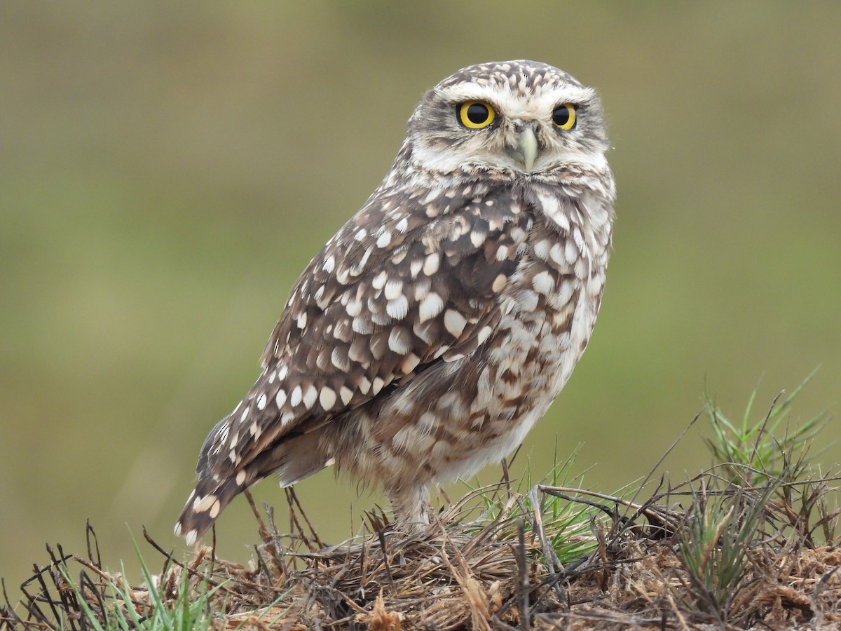 Burrowing Owl - ML464673011