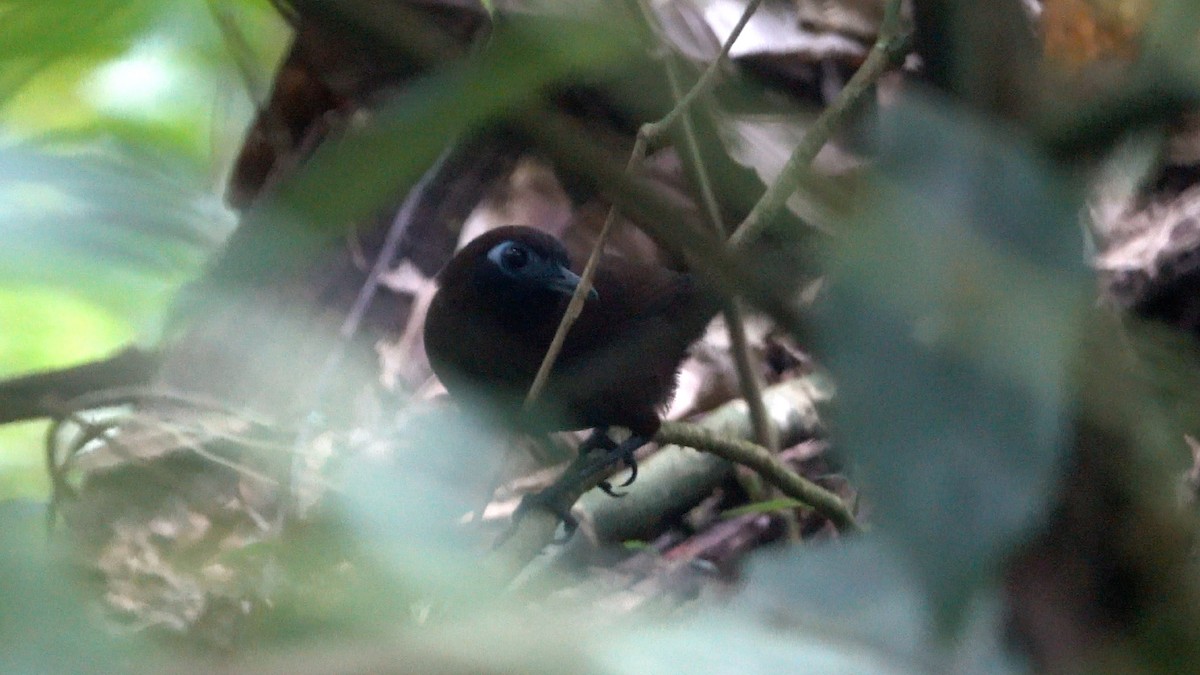 Zeledon's Antbird (Choco) - ML464677911