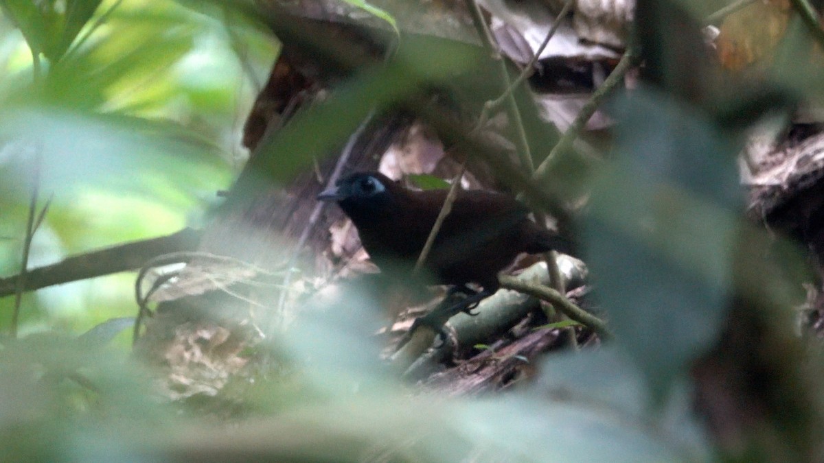 Panamáameisenvogel (berlepschi) - ML464677941