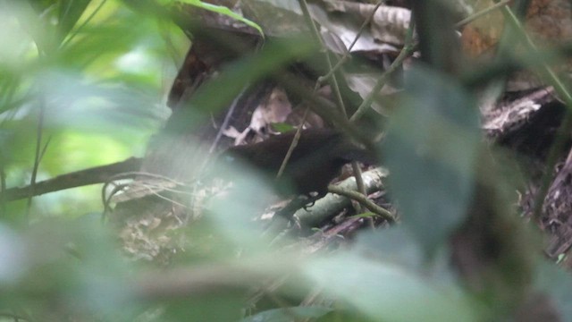 Panamáameisenvogel (berlepschi) - ML464678001