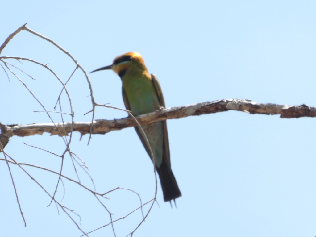 Rainbow Bee-eater - Max Weatherall