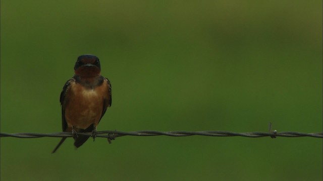 Barn Swallow (American) - ML464680