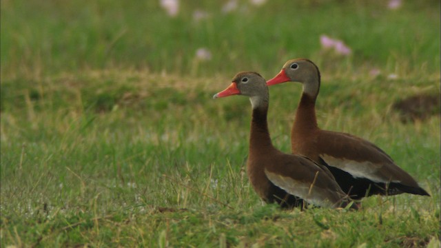 Black-bellied Whistling-Duck (fulgens) - ML464681