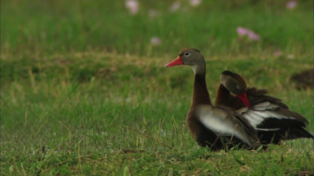 Black-bellied Whistling-Duck (fulgens) - ML464682