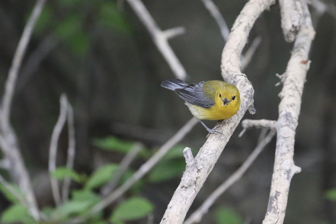 Prothonotary Warbler - ML464682201