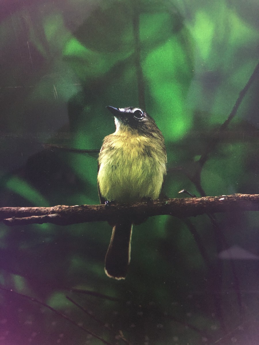 Pale-tipped Tyrannulet - ML464683511