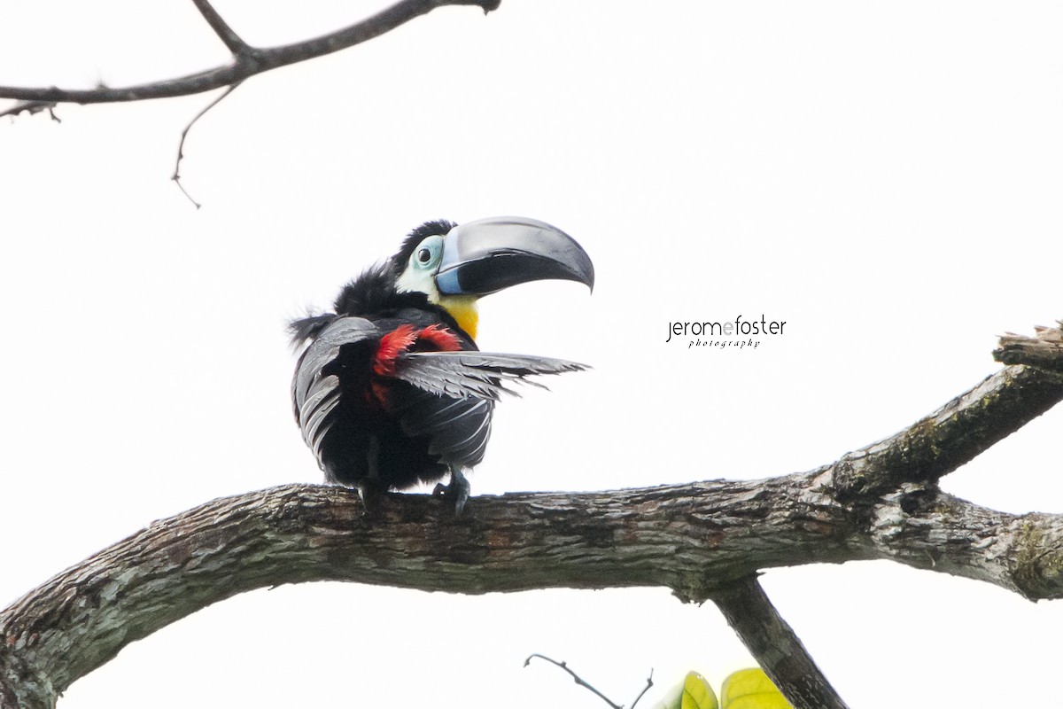 Channel-billed Toucan - Jerome Foster