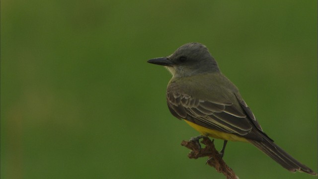  - Tropical Kingbird