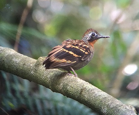Wing-banded Antbird - ML46469151