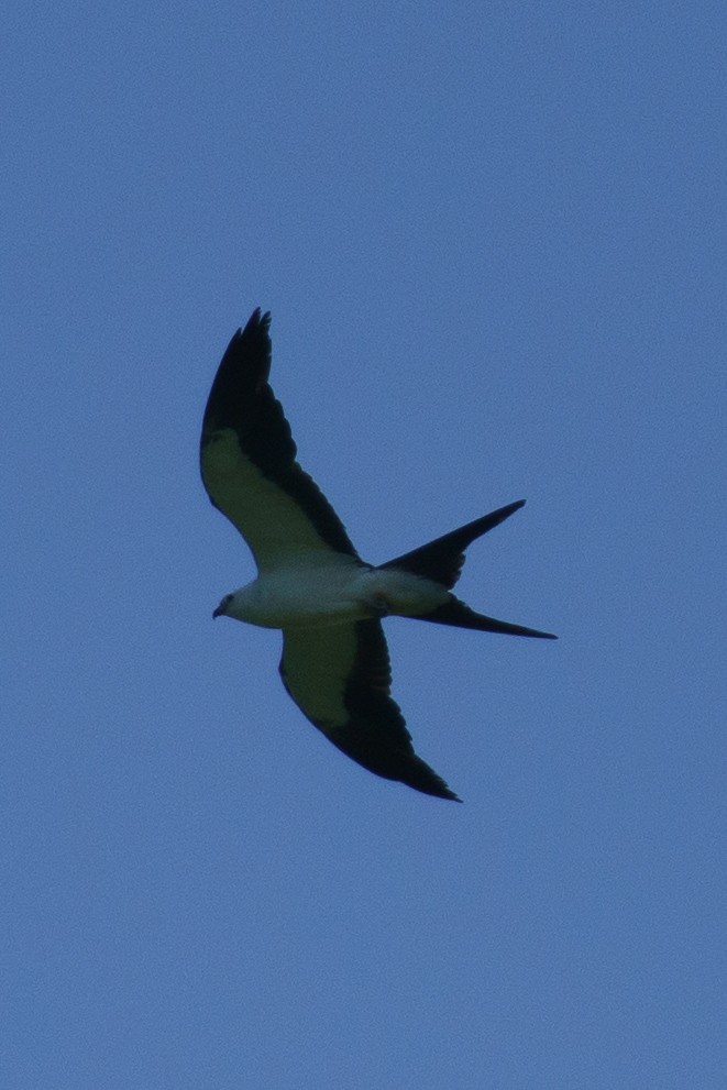 Swallow-tailed Kite - ML464692211