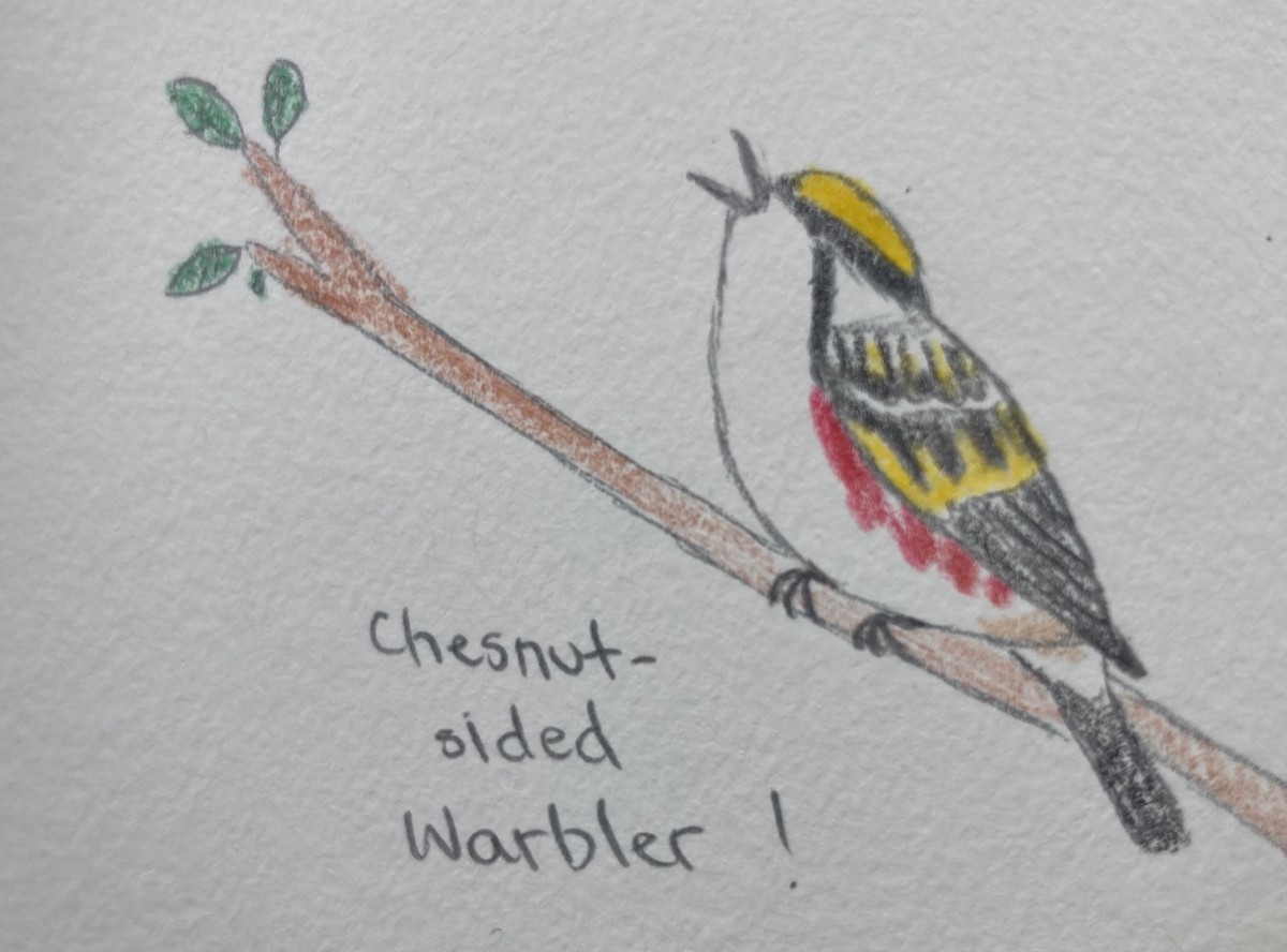 Chestnut-sided Warbler - ML464693871