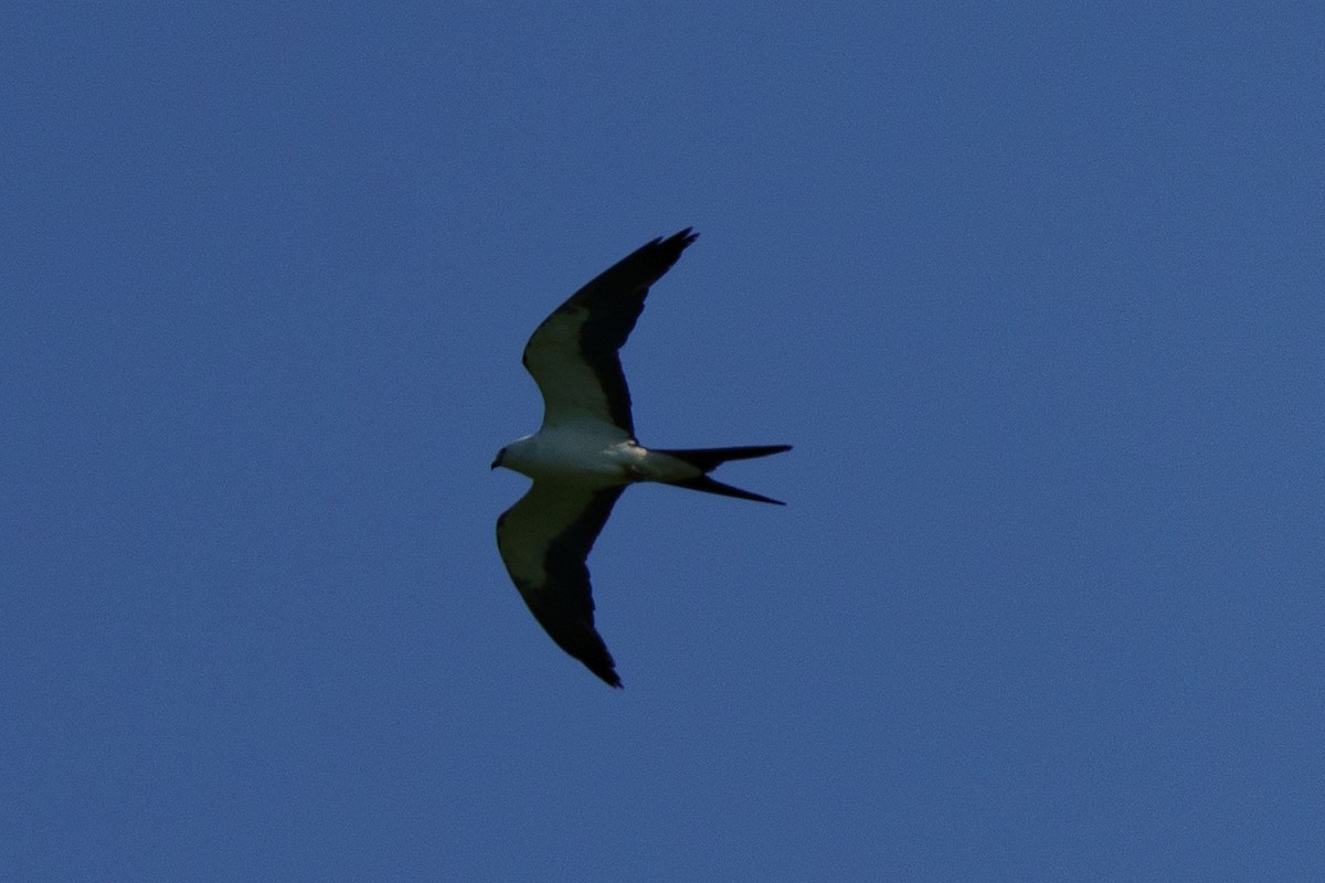 Swallow-tailed Kite - ML464694761